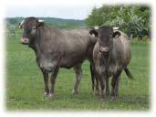 Pšeničně zbarvené krávy s černým mulcem mají až k 9ti metrákům, poněkud tmavší býci i o 4 metráky více. Shorthorn Short krátký, horn roh.