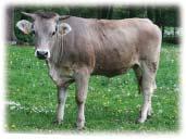 Vosgienne Pro své zbarvení také Dalmatinci mezi kravami. Plemeno pocházející z pohoří Vosges má za sebou pohnutou minulost. Plemeno bylo uznáno v r. 1928, kdy byla založena plemenná kniha.