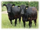 Krávy snadno rodí poměrně malá telata (tak kolem 30ti kg). Plemeno je to velmi plodné, jalovičky dospívají v jednom roce, býci v počtu obšťastněných nemají konkurenci. Ovšem!