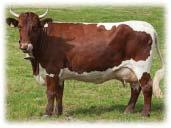 Za biftek se platí v řádech tisíců. Dexter Krávy z doby kamenné. Tak daleko sahá historie tohoto plemene. První písemné zmínky o kravě chudých poorman s cow najdeme v jižním a jihozápadním Irsku.