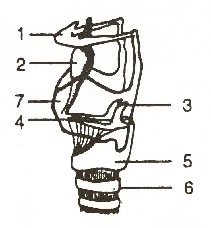 1 - jazylka, 2 - hrtanová příklopka, 3 - hlasivková chrupavka, 4 -