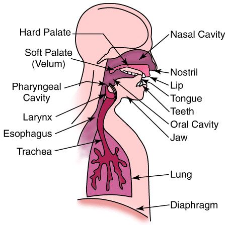 Anatomie a funkční komponenty