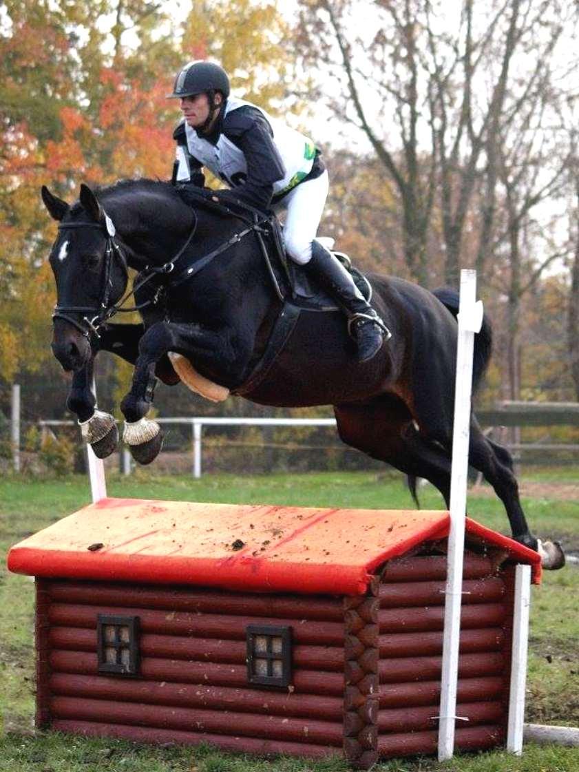 PORTHOS M Papillion / Tasak Mohutný černý hnědák, avšak ušlechtilý a v moderním typu s kvalitními chody, perfektním charakterem, skvělou jezditelností a téměř 20% plnokrevníka ve 4. generaci.