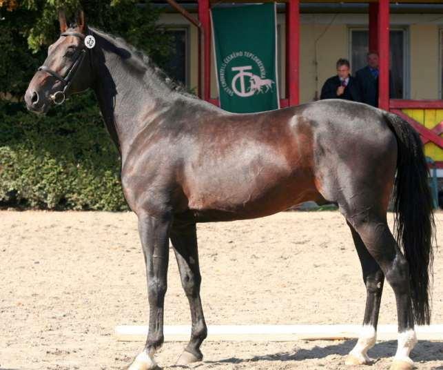 : Babor Zdeněk,Dobrá 145 m.: Zemský hřebčinec s.p.o.,dolní 115,Tlumačov STANICE (okres Zlín) vl.:(s:t) pot.:(d:z,s:st*,c:z) Dcery : HPK: 2; PK: 3; OST: 1; MVDr.Černocký A.