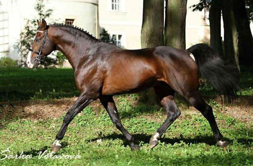 Po ročním léčení se TARZAN přesunul do stáje belgického reprezentanta Koen Vereecke a vrá l se na mezinárodní kolbiště v dětských a juniorských soutěžích (135 cm). Otec Tarzana LIBERO H (Landgraf I.