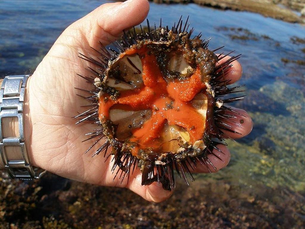 UNI Je japonský název pro jikry mořského ježka.