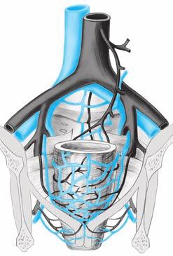 Anatomické poznámky 13 iliaca externa [8, 16]. Grinnel a Hiatt [16] jednoznačně prokázali, že celé rektum má adekvátní krevní zásobení po ligatuře dolní mezenterické tepny.