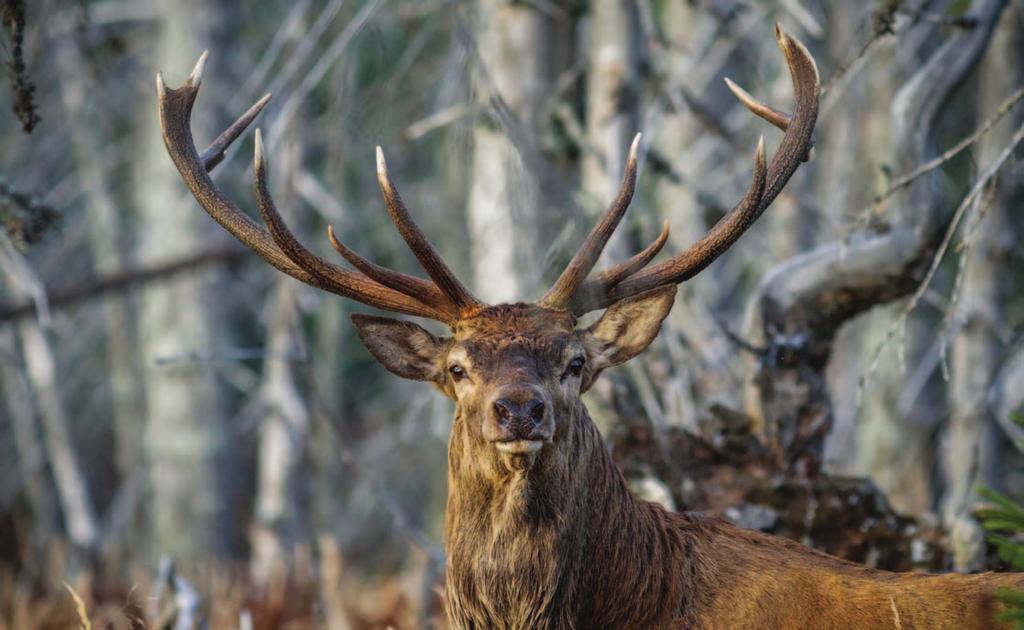 Obrovská bojovnost a sebejistota, ale zároveň i opatrnost před souboji v říji.