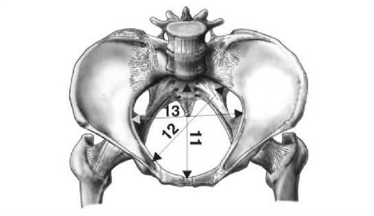 4. Rovina pánevního východu (apertura pelvis inferior s. exitus pelvis) má tvar kosočtverce. Předozadní rozměr (diameter recta) se měří mezi kaudálním okrajem symphysis pubica a os coccygis.