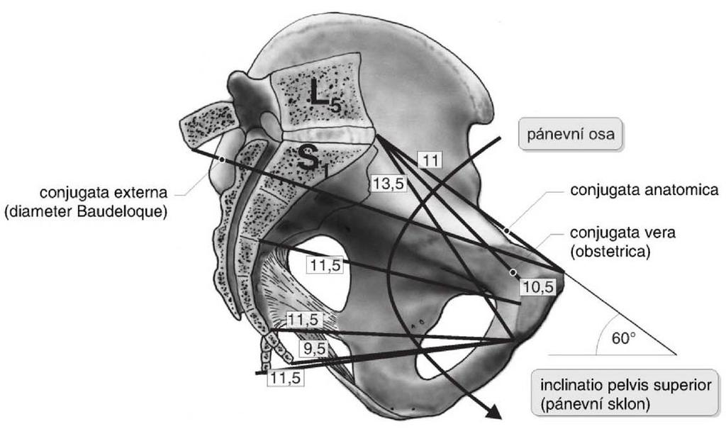 Obrázek 7: Pánevní sklon, pánevní osy a přímé průměry pánevního vchodu (PAŘÍZEK a kol.