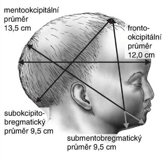 Měří přibližně 13 cm a je od něj odvozen obvod circumferentia maxilloparietalis. Ten je největším obvodem na hlavičce plodu, měří cca 36 cm a je prostupujícím obvodem při porodu plodu v čelní poloze.