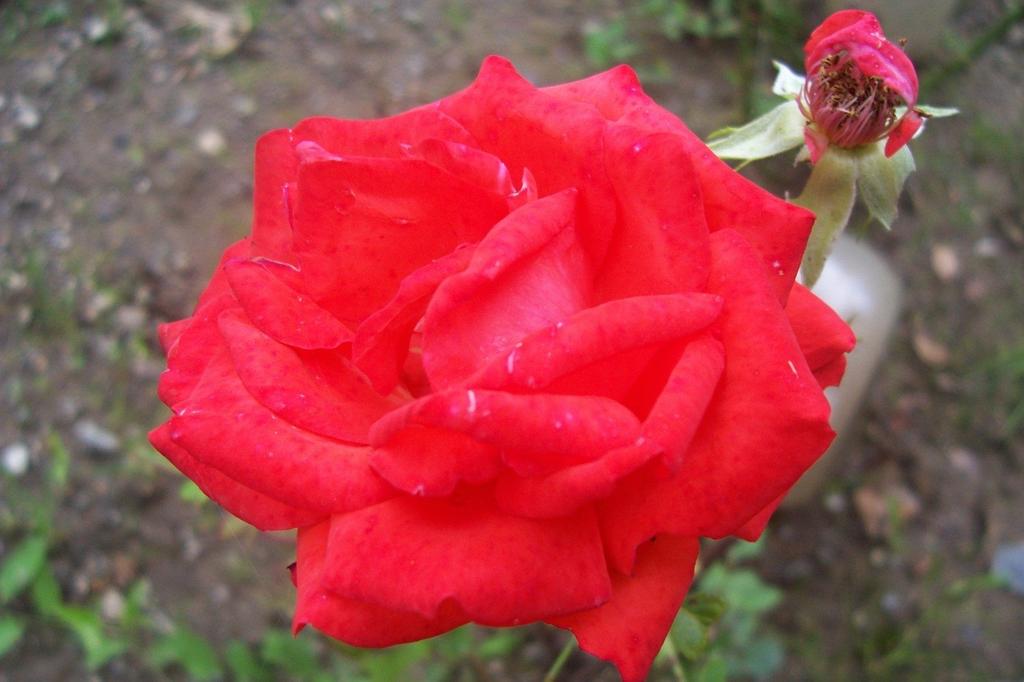 Obr. 8 - Červená růže