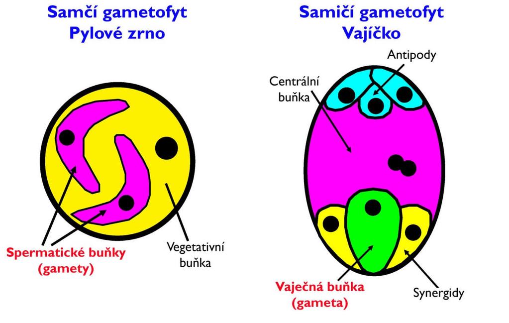 Gametofyty nižších a vyšších rostlin