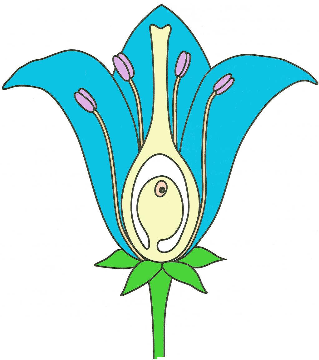 generativní fáze: oboupohlavný květ krytosemenných rostlin blizna koruna