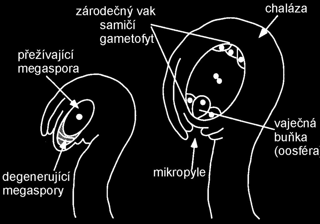 E.: Biology of Plants. W.H.