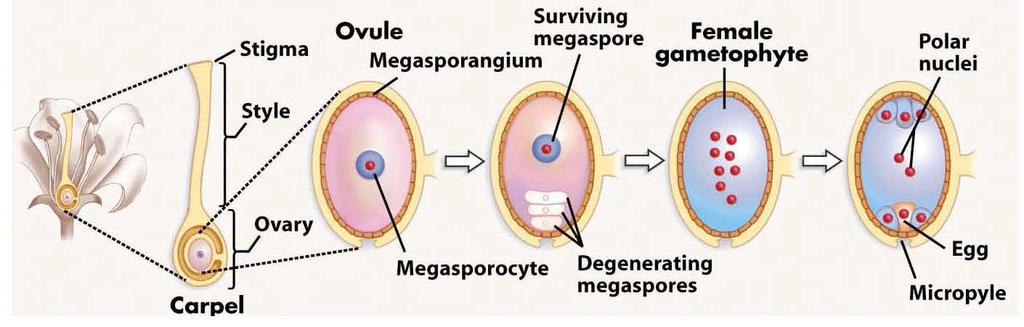 Megasporogeneze a