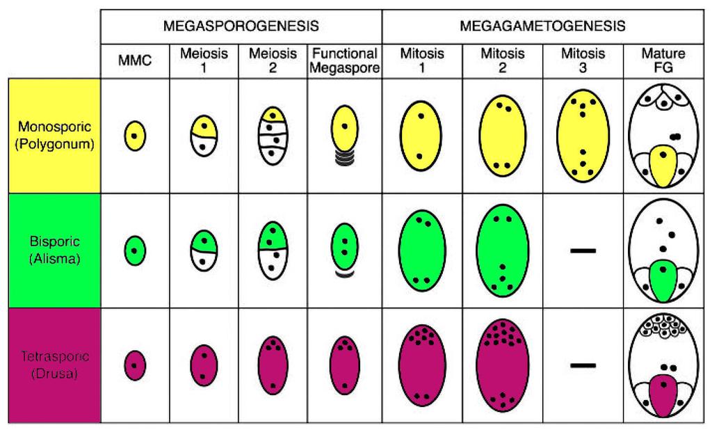 Typy megasporogeneze a megagametogeneze Truskavec žabník