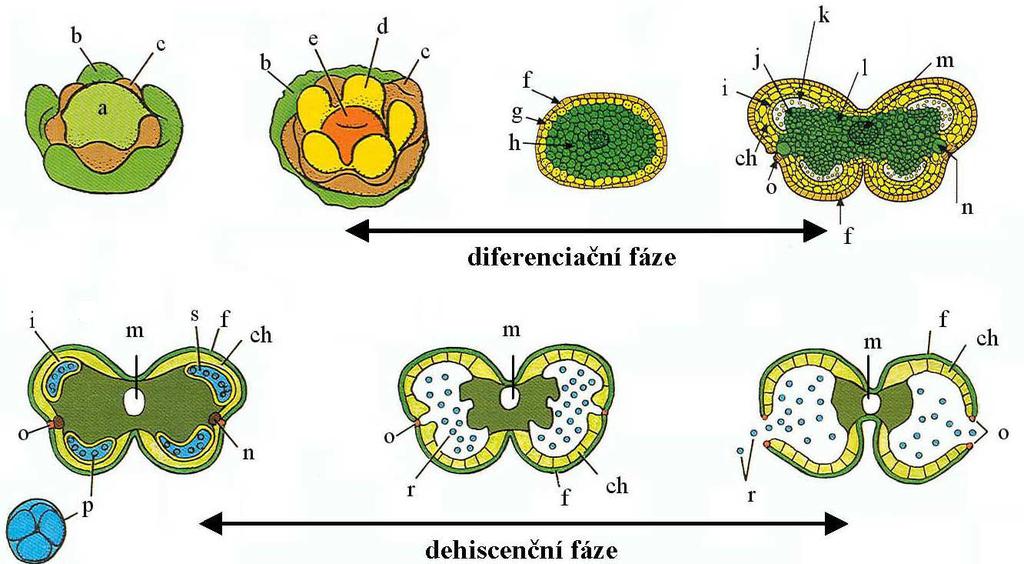 vývoj prašníku tvorba mikrospor epidermis archespor vývoj pylových zrn a apikální meristém (květní); b kalich; c koruna; d základ tyčinky; e základ plodolistu (karpelu); f epidermis (z vrstvy L1); g
