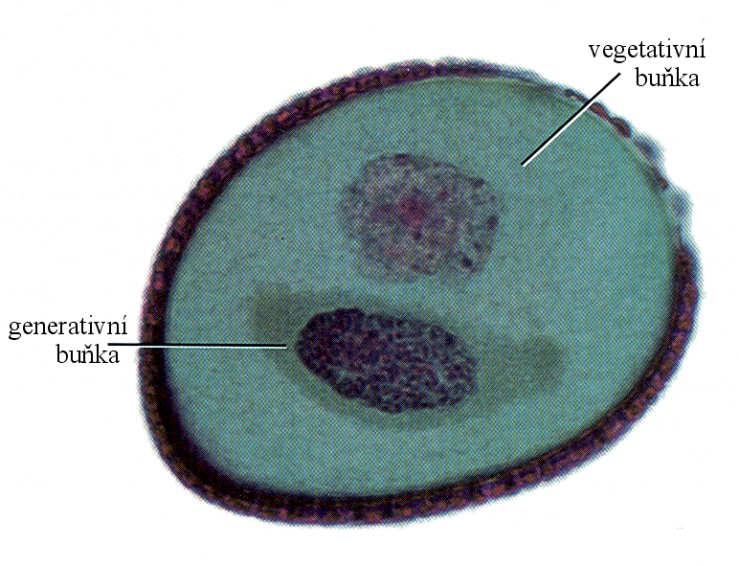 Vývoj samčího gemetofytu PMII po vyklíčení