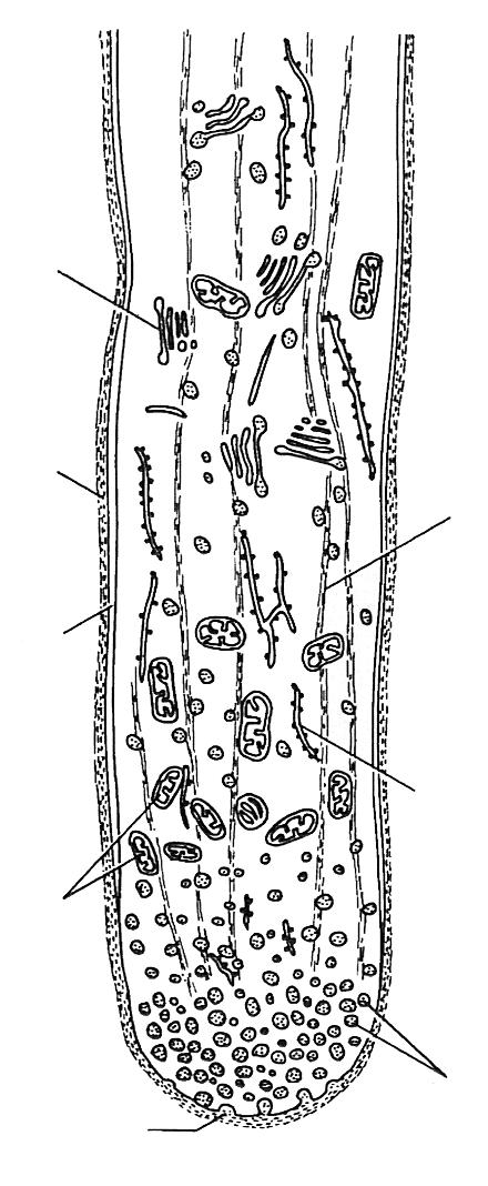 apikální růst pylové láčky vodicí pletivo čnělky gradient Ca 2+, glykosylace proteinů diktyozom vnější buněčná stěna
