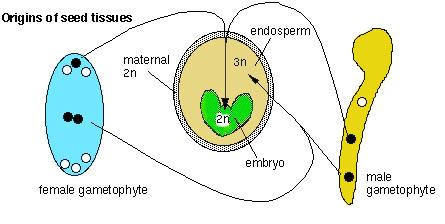 Dvojité oplození / vývoj semene Vajíčko Vaječná buňka Centrální buňka Nucellus Vaječné obaly Semeno 2n embryo