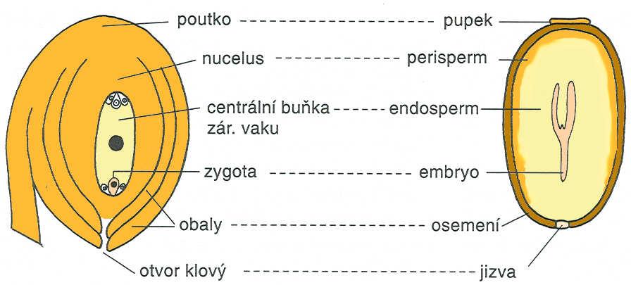 zrání embrya ukládání zásobních látek dehydratace a tvorba ochranných proteinů (LEA = late embryo