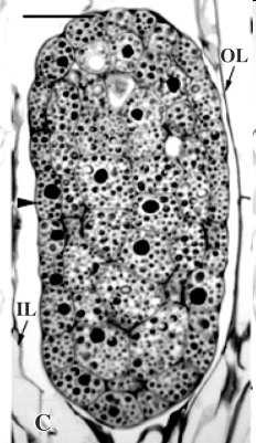 ? synchronizace embryogeneze a vývoje semena?