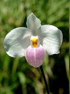vzrostném vrcholu stonku krytém koleoptilí založeno několik listů) embryo pšenice nediferencovaná u orchidejí hnilák 2