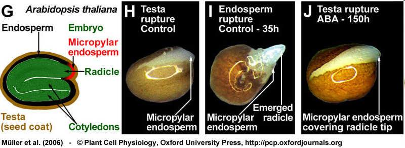 klíčení semen obnovení metabolické aktivity embrya prodlužování hypokotylu a základu kořene vyklíčené semeno = radikula prorazí testu