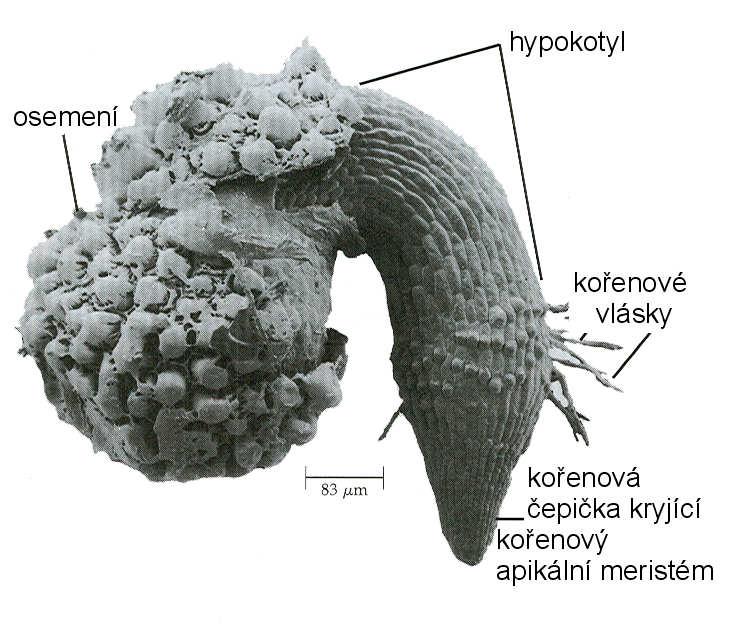 klíčení semen Dormantní semena neklíčí ani tehdy, jsou-li vnější podmínky příznivé k překonání dormance někdy třeba vnějších faktorů: delší období nízkých teplot krátké období velmi vysokých teplot