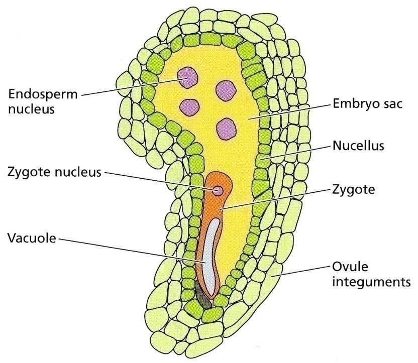 Dvojité oplození semenných rostlin Oplozené vajíčko huseníčku Výrazná polarizace zygoty Apikální konec hustá cytoplasma Embryo Bazální konec centrální vakuola Suspenzor Taiz, Zaiger (2003) Plant