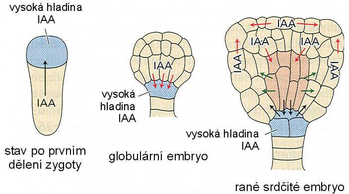 polarita embrya transport auxinu Dva typy polarity v