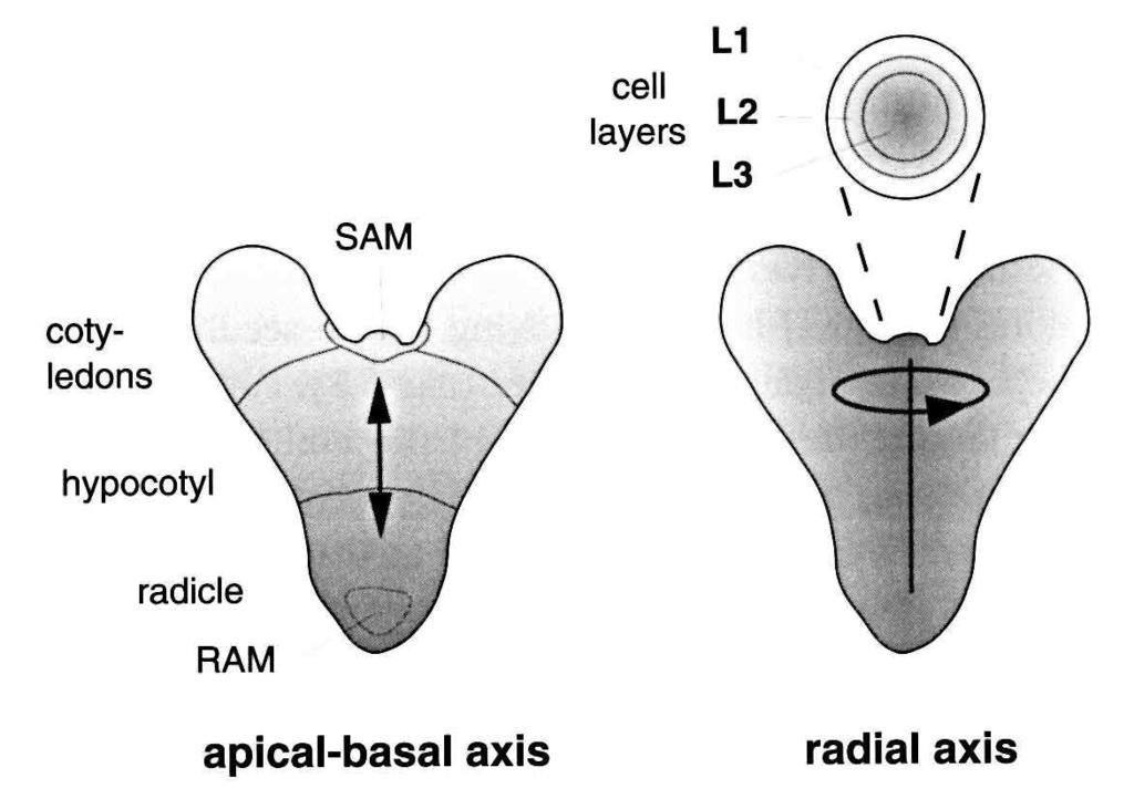 (2006) PIN7 PIN1 Taiz l., Zieger E.: Plant Physiology.