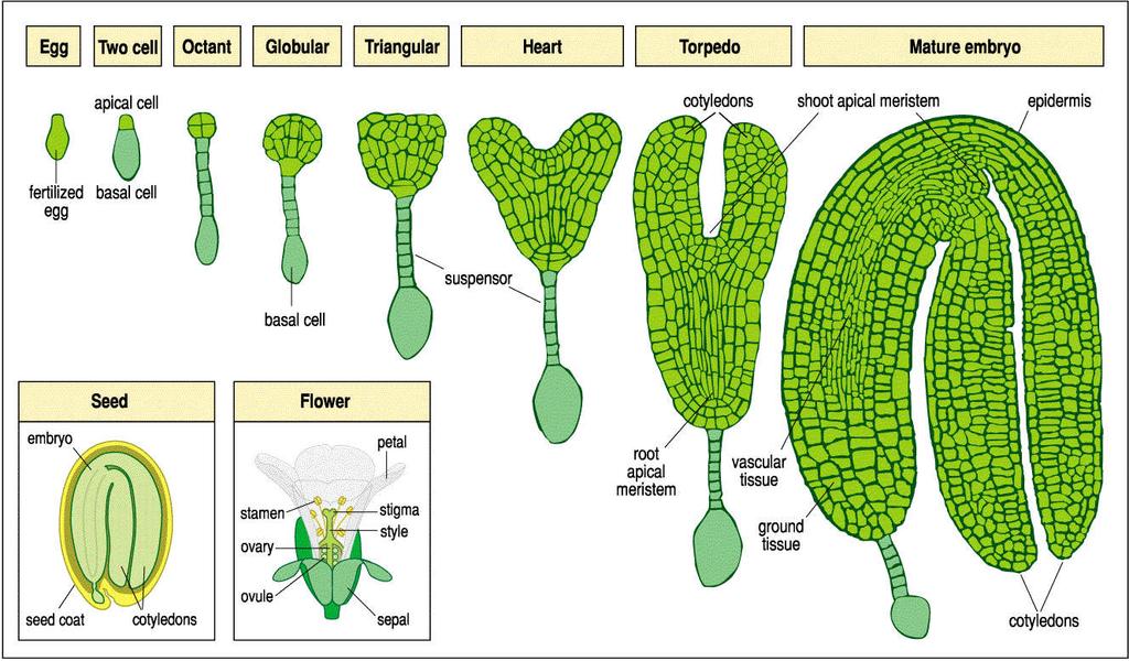 Vývoj embrya huseníčku Globulární srdčité torpédovité zralé embryo Radiální symetrie Bilaterální