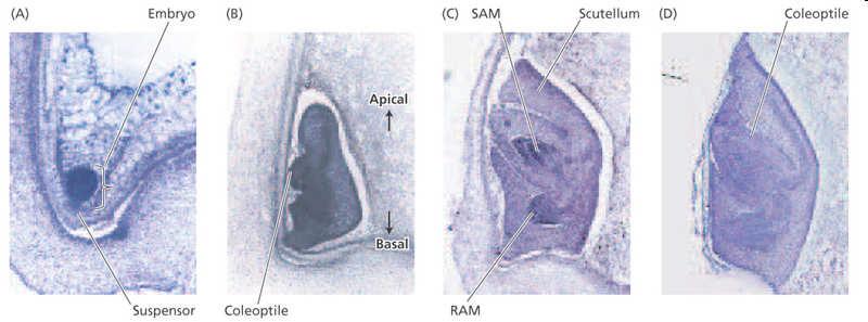 Vývoj embrya rýže http://5e.plantphys.net/article.php?