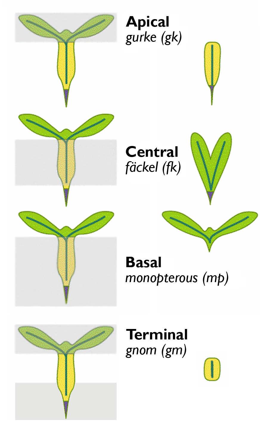 Třídy embryonálních mutantů - specifická delece segmentů apikální mutace gurke absence děloh a apikálního meristému centrální mutace fackel absence hypokotylu bazální mutace -