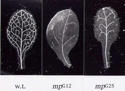 monopterous (mp) MP ARE Auxin responsive gene Transkripční faktor ARF auxin-responsive factor