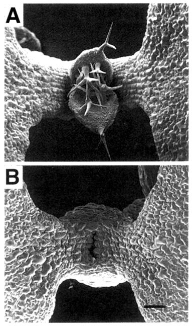 shoot meristemless (stm) wt Pozdní gen účastnící se procesu pattern formation Projev před dosažením torpédovitého stádia Fenotyp: blok formování stonkového apikálního