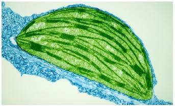 chlorofylu Rozpad fotosystémů Narušení membrán Štěpení lipidů a proteinů