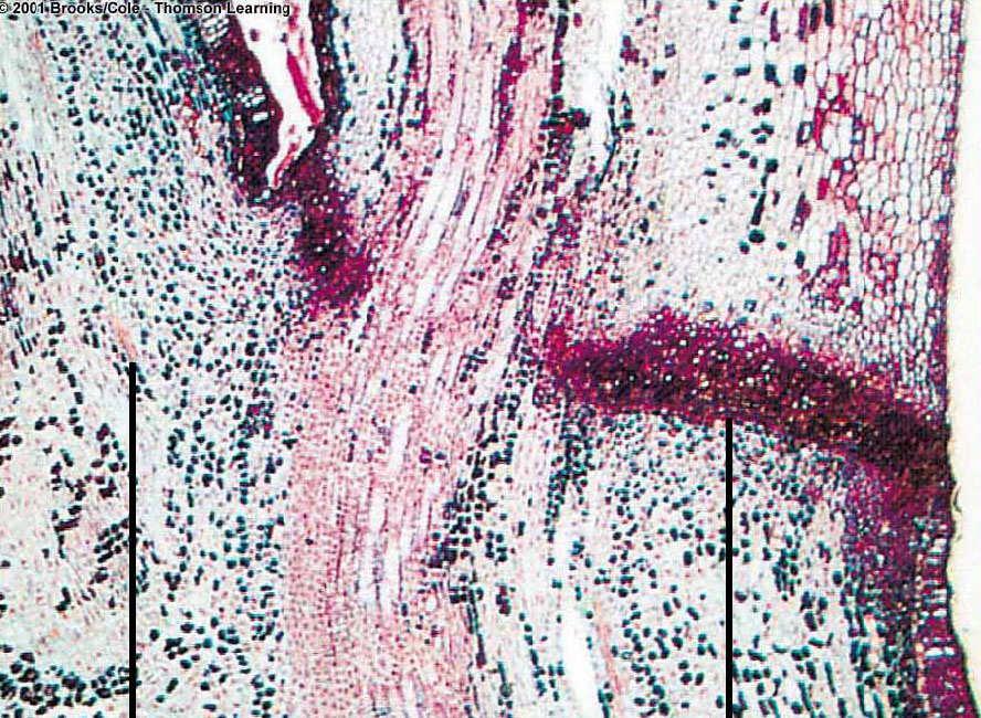 Fyziologické a biochemické změny v průběhu senescence Opad listů