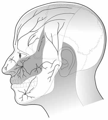 14 Migréna vých vláken je větvemi jeho oftalmické části, a proto se bolest odtud propaguje především do oka a frontoparietální oblasti. Bolest z a. supraorbitalis, a. frontalis a a.