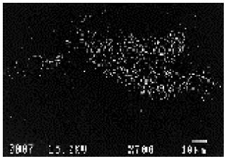 čistoty) nutnost korekce ZAF na atomové (protonové číslo Z), Absorpci a Fluorescenci rtg.