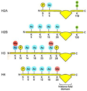 Kovalentní modifikace N- a C-konců histonů Teorie histonového