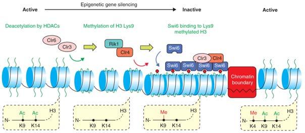 Sklouznutí nukleosomu (nucleosome sliding) Posunutí celého nukleosomu po řetězci DNA Přemístění nukleosomu