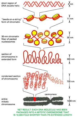 Heterochromatin H3mK4 methylace => transkripční aktivace; euchromatin Epigenetická kontrola formování