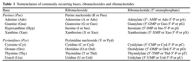 RNA svět Purinové a pyrimidinové báze