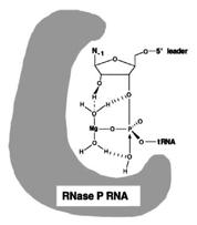 valivé kružnice VS ribozym (Neurospora crassa) vznik monomerů ssrna, templátů pro reverzní transkripci RNA 2. Introny I. typu Aktivita v cis Odvozené typy: Introny II.