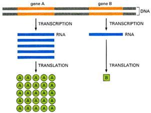 Aktivita RNA polymerasy a s ní kooperujících bílkovin První krok exprese genetické informace