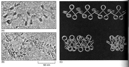 chromatinu 30 nm vlákno Účast H1 a