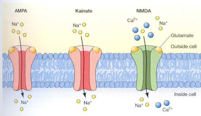 LTP neurotransmiter glutamát (hlavní excitační